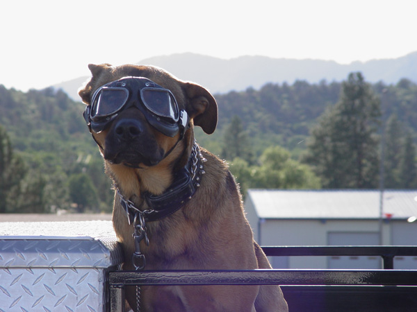 pooch.jpg