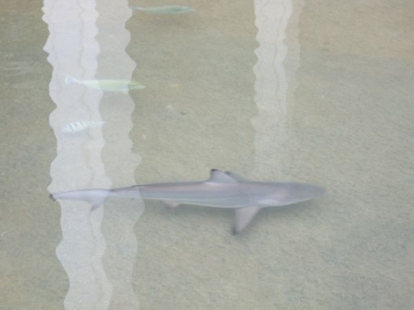 Hawaii 228.jpg